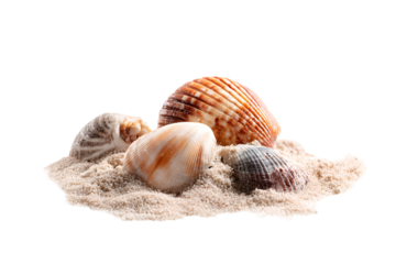Seashells in Sand Summer Beach Vacation Ocean