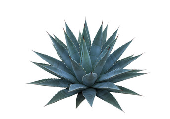 Agave Plant: Detailed Close-up of Blue Agave, Succulent Botany Isolated on Transparent Background