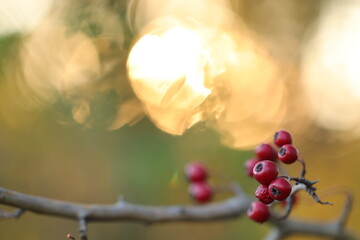 bacche di biancospino al tramonto in inverno