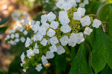 white flowers in the garden