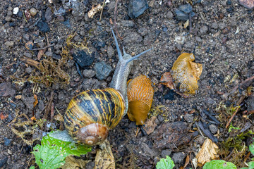 a group of hungry brown roman snails and a spanish slug on their way to green leafs
