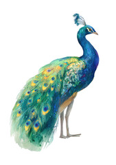 Obraz premium Vibrant peacock profile