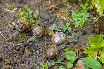 a group of hungry brown roman snails on their way to green leafs