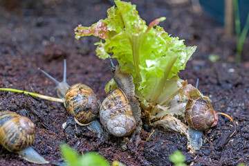a group of hungry brown roman snails on their way to a green salad that has already been nibbled on