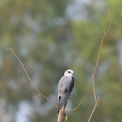 Black-winged Kite Elanus caeruleus Rodent control pest control Graceful raptor with black wing patches, piercing red eyes. Hovers over open fields, hunts rodents 