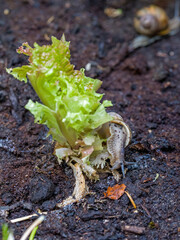 a group of hungry brown roman snails on their way to a green salad that has already been nibbled on