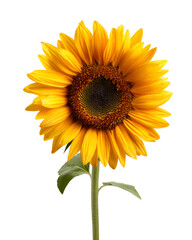 Obraz premium Vibrant Sunflower on Black Background Botanical Beauty Nature Flower Yellow