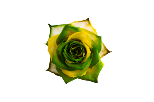 a green and yellow rose on a white background