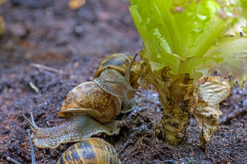 a group of hungry brown roman snails on their way to a green salad that has already been nibbled on