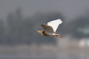 Indian Pond Heron Ardeola grayii breeding plumage  wetland bird Pakistan marshes paddyfields patient hunter South Asia wildlife nature photography birding conservation biodiversity
