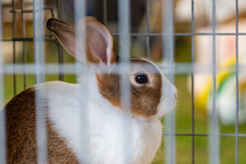 rabbit in the cage