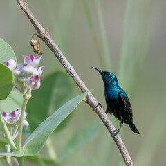Purple Sunbird Cinnyris asiaticus feeding on Calotropis procera indus river arid deserts sandy dunes
