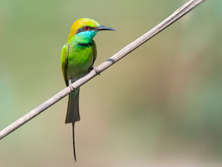 Asian Green Bee-eater Merops orientalis
Flashy acrobat Emerald green plumage with a long colorful tail. Catches insects mid-air with lightning dives migratory summer breeder 
