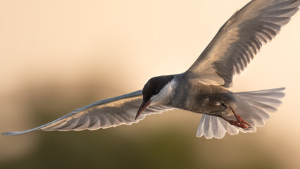 Whiskered Tern Chlidonias hybrida flying flight sunset setting sun Indus River wetlands Pakistan, gray-white seabird with forked tail diving for fish, wildlife conservation