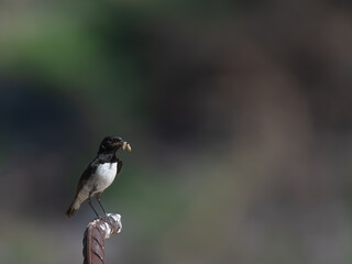Variable Wheatear Oenanthe picata Koh e Sulaiman Sulaiman Mountains breeding 
striking black-white...