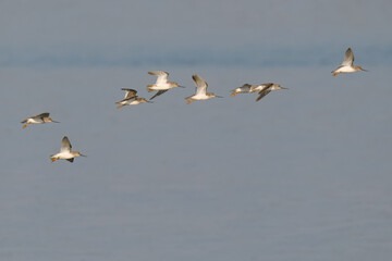 Terek sandpiper Xenus cinereus flight flying fly migration indus river

weirdly proportioned wader shorebird large upcurved bill, white tailing edge to wings migratory, usually to coastal areas
