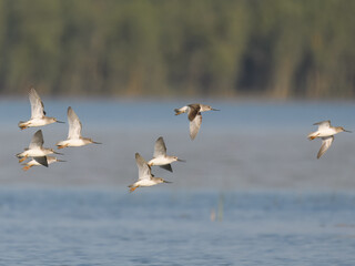 Fototapeta premium Terek sandpiper Xenus cinereus flight flying fly migration indus riverweirdly proportioned wader shorebird large upcurved bill, white tailing edge to wings migratory, usually to coastal areas 