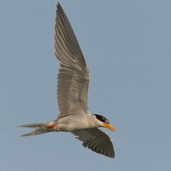 River Tern Sterna aurantia

Vulnerable on IUCN Red List of Threatened Birds. Sleek bird black cap yellow bill long wings Rivers  lakes Dives for fish graceful flight