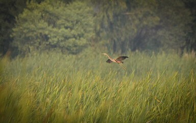 Purple Heron Ardea purpurea flight flying wetland farmland complex on Indus River barn greenery reeds
