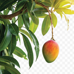 realistic fresh mango hanging from a branch with green leaves in a natural setting isolated on transparent background