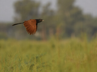 Greater Coucal Centropus sinensis
In Pakistan, found throughout the plains. Its booming call is...