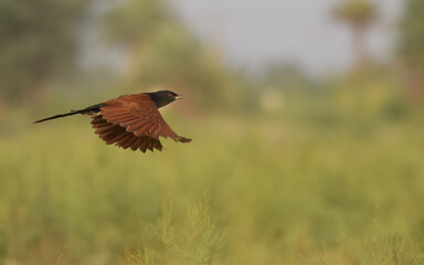 Greater Coucal Centropus sinensis
In Pakistan, found throughout the plains. Its booming call is...