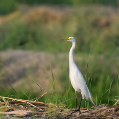 Intermediate Egret Medium Egret Ardea intermedia fishing farm wetlands swamps Indus River Pakistan...