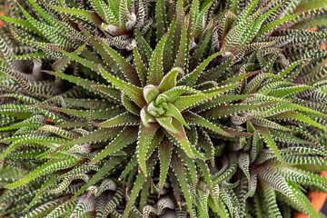close up of fern leaf