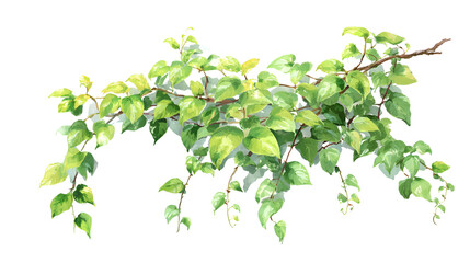Lush green vine branch with vibrant leaves nature botanical watercolor painting