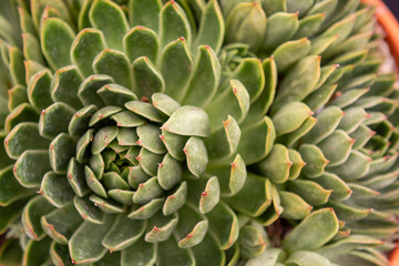 Fototapeta premium close up of a cactus