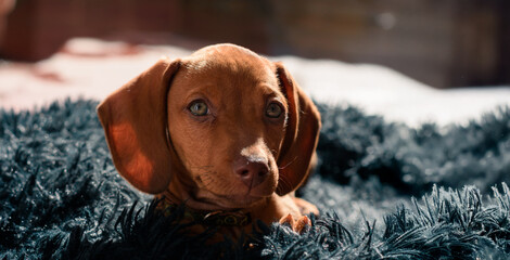 Adorable cachorro Dachshund asomando desde atrás de un almohadón peludo