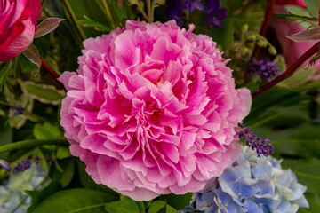 pink hydrangea flower