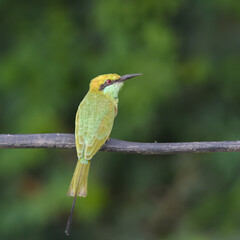 Asian Green Bee-eater Merops orientalis on electricity wire
Flashy acrobat Emerald green plumage...