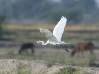 Intermediate Egret Medium Egret Ardea intermedia fishing farm wetlands swamps Indus River Pakistan white heron yellow bill black legs Wetlands marshes Feeds on fish insects amphibians wading wader