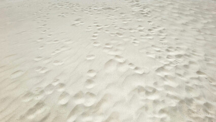 sandy background of the beach in summer