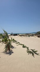landscape and beach in tarifa, cadiz, spain