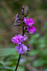 Texture of purple lima bean flowers.