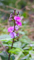 Texture of purple lima bean flowers.