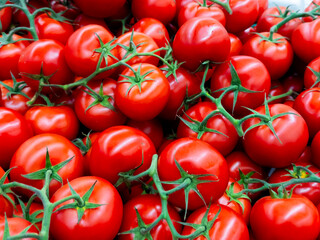 Fresh red tomatoes with green stems in abundance spreading out