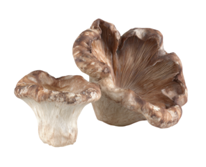 Two mushrooms, light tan/beige and brown, with a flared cap