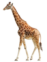 Naklejka premium Profile view of a giraffe walking