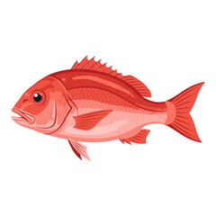 A red snapper fish illustration, showcasing its distinctive fins, scales, and overall body shape against a white background.