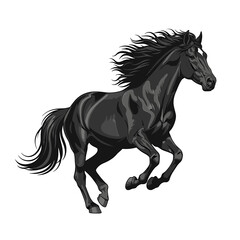 Obraz premium A black horse with a white blaze running dynamically, its mane and tail flowing in the wind.