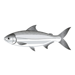 Fototapeta premium A detailed illustration of a sleek, silver fish isolated against a white background.