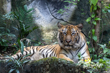 Close up bengal tiger is beautiful animal and dangerous in forest