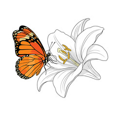 A vibrant orange butterfly rests on a white lily flower, showcasing intricate details in a vector illustration.