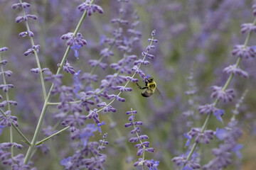 bee on lavender flower