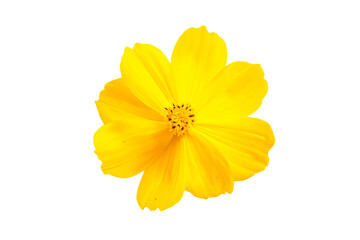 a yellow flower on a white background