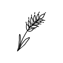 Barley ear in black doodle sketch style on transparent background for Oktoberfest beer labels, harvest festival graphics, and traditional Bavarian design elements