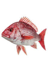 Obraz premium Fresh red snapper, profile view